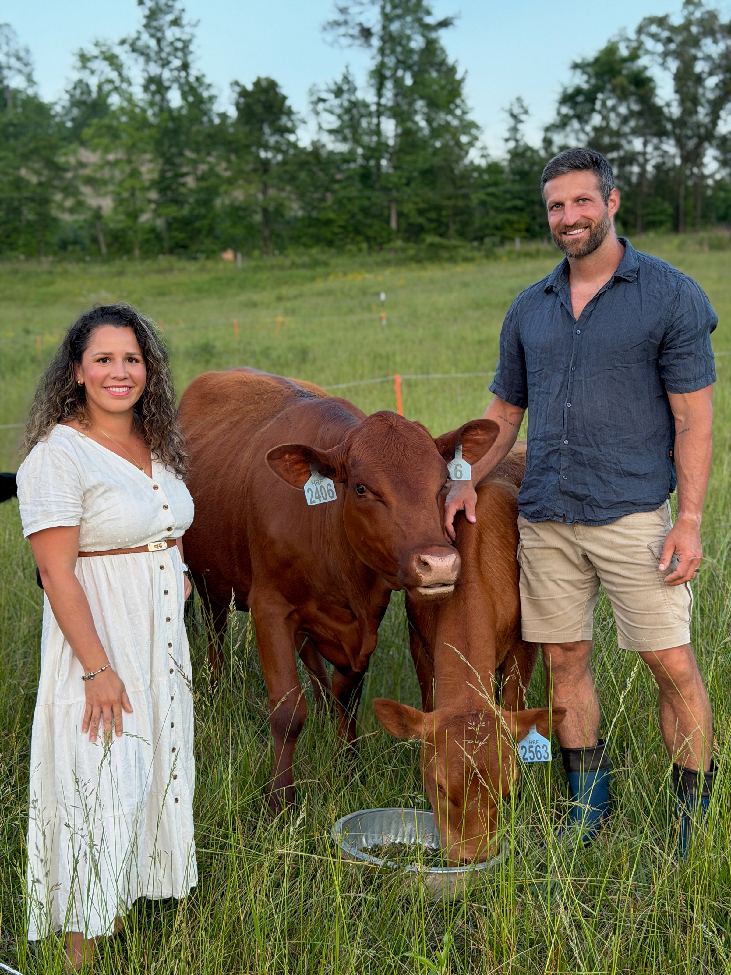 A man and a woman standing in a grassy field with two brown cows, one eating from a metal tub. The man wears a dark blue button-up shirt and khaki shorts, and the woman wears a white button-up dress.